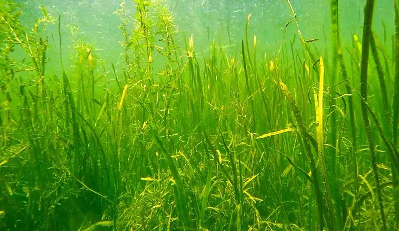 沉水植物在富營養(yǎng)化水體修復工程中的作用