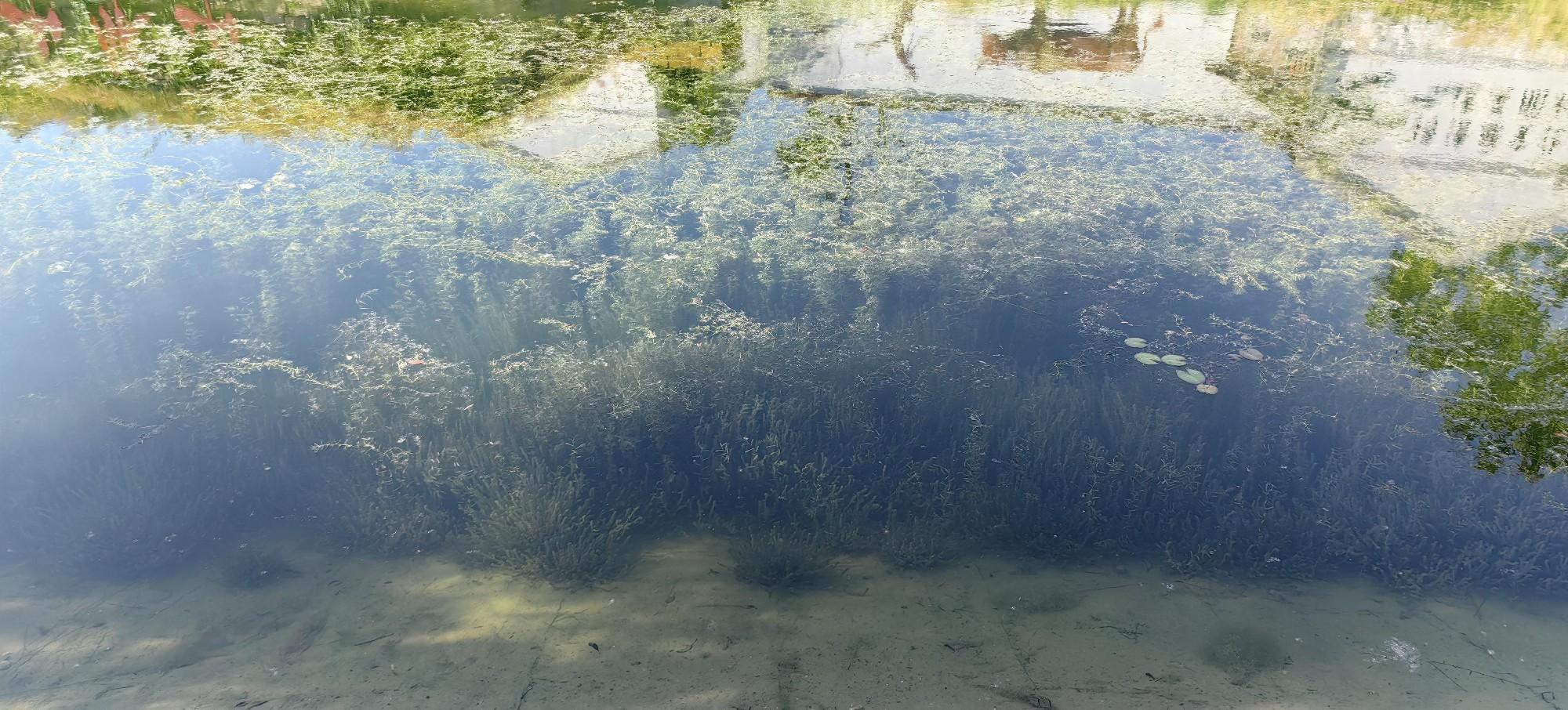 徐州市政府護城河水質維護工程