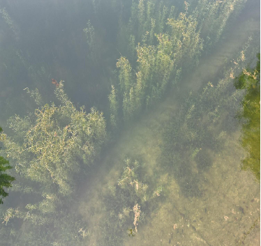 蕭縣趙莊鎮盛屯村坑塘水生態修復工程