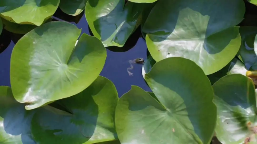 從“工程水”到“生態活水”，這里打造尾水濕地的樣板